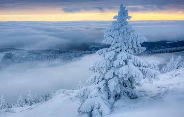Winter, clouds, snow, fog, spruce, morning, Poland, Poland
