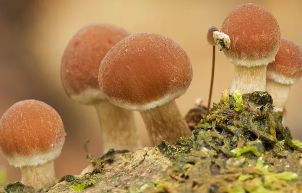 Nature, background, mushrooms, moss, hats, brown, family