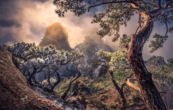 Picture frost, trees, landscape, mountains, nature, morning, frost, pine