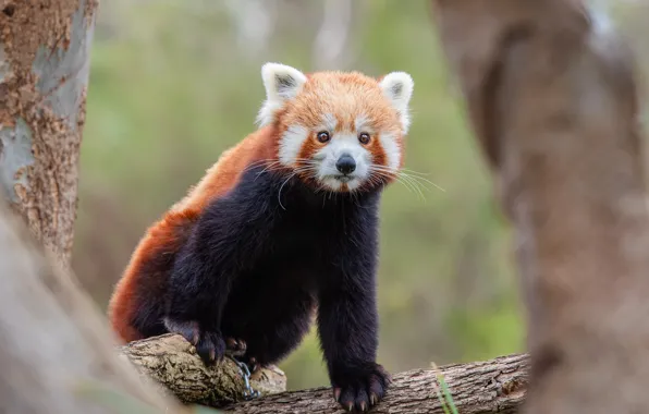 Picture look, face, trees, pose, background, red Panda, sitting, red Panda