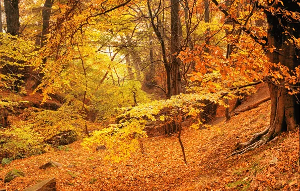 Picture autumn, forest, leaves, trees, yellow, gold