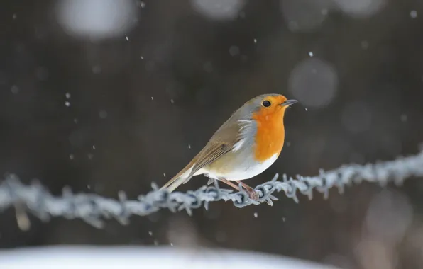 Snow, glare, bird, wire, bird, Robin