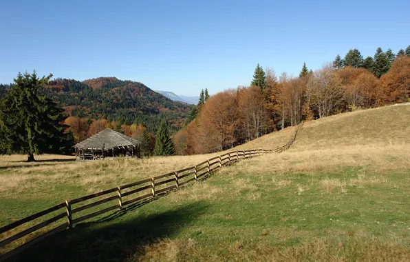 Forest, nature, mountain, fall