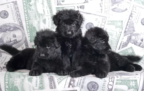 Black, puppies, trio, shepherd