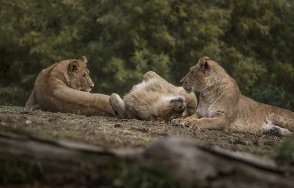 Picture photography, trees, animals, nature, lion, wildlife, wild cat