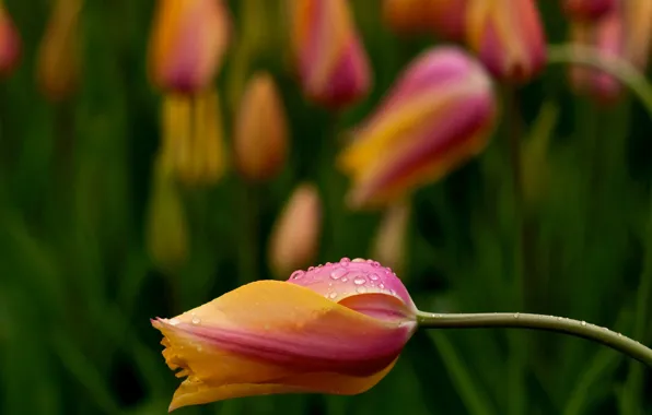 Pink, tulips, Yellow