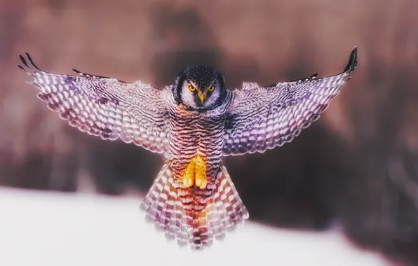 Owl, bird, wings, angel, flap
