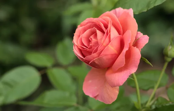 Picture leaves, background, roses, stem, pink, buds, salmon