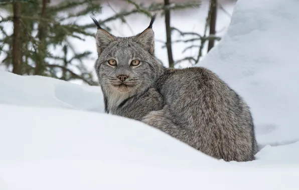 Winter, look, snow, lynx, wild cat