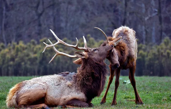 Picture green, love, animal, wildlife, Two Deers