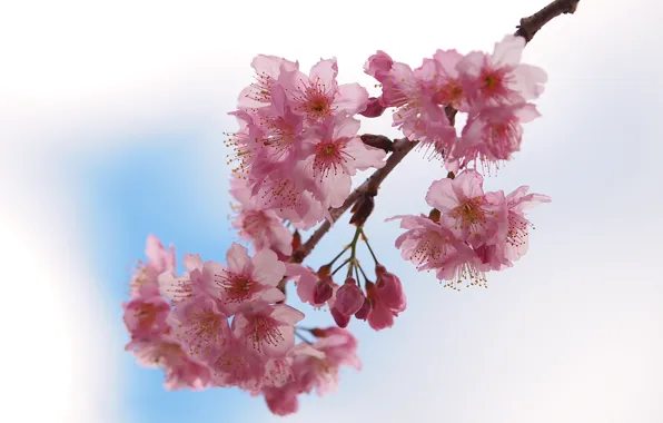 Flowers, spring, Sakura, pink, flowering, vet ka
