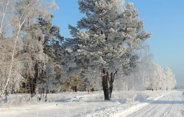 Winter, frost, road, snow, trees, nature