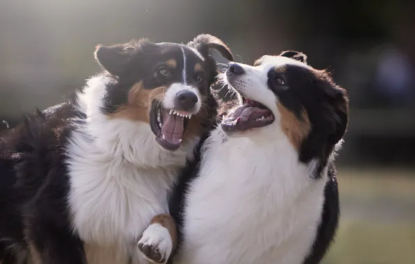 Picture game, mood, two dogs, Australian shepherd, Aussie