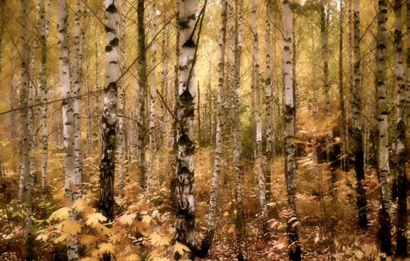 Picture birch, trunks of birch trees, birch, fotoraboti