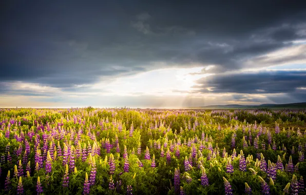 Field, the sky, the sun, clouds, mountains, horizon, Lupin