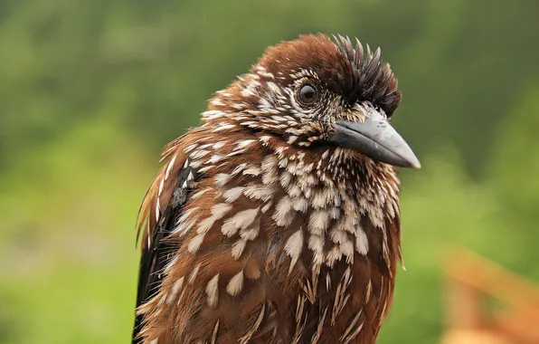 Look, background, bird, beak