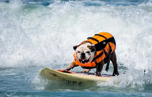 Wave, dog, Board