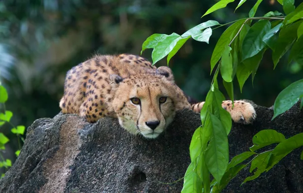 Look, face, leaves, branches, nature, pose, stones, paw