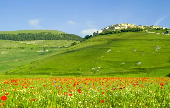 Picture landscape, flowers, nature, hills, field, Maki, home, italia