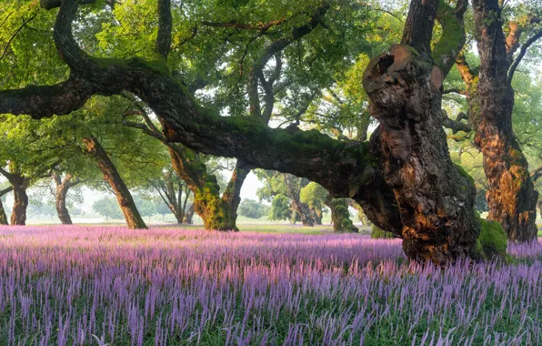 Trees, landscape, nature, Park, vegetation, flowering, South Korea