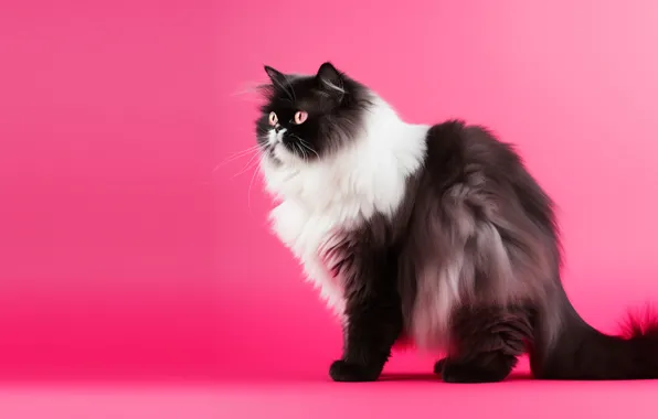 Cat, cat, look, pose, black and white, fluffy, face, sitting