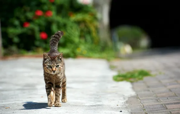 Cat, the sun, street