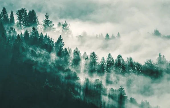 Picture forest, fog, trunk