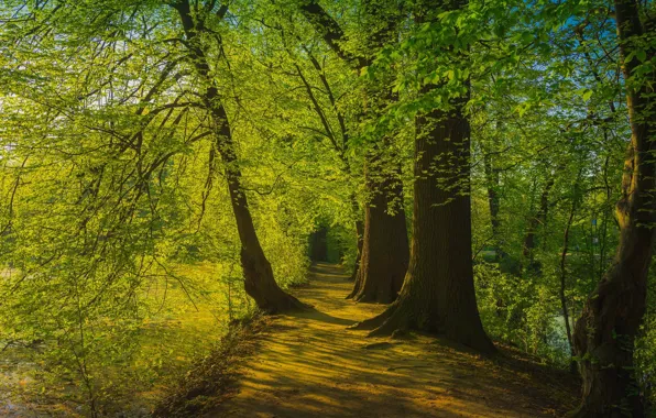 Greens, summer, leaves, light, trees, branches, green, Park