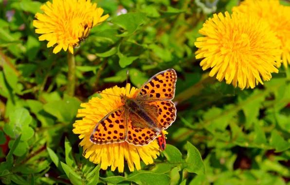 Picture Macro, Spring, Butterfly, Flowers, Flowers, Spring, Macro, Butterfly