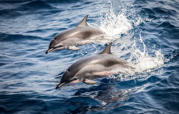 Waves, sea, ocean, wild, swimming, natural, marine life, marine mammals