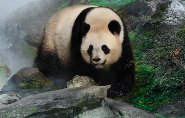 Nature, stones, bear, Panda, walk