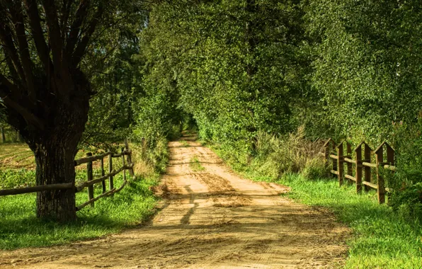 Road, greens, summer, trees, green, summer, road, trees