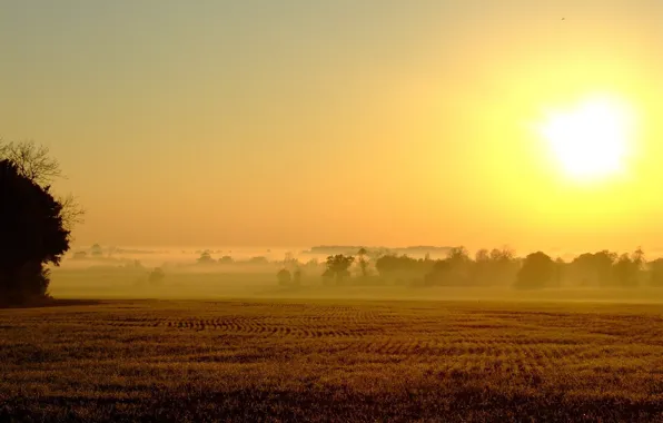 Field, the sun, fog
