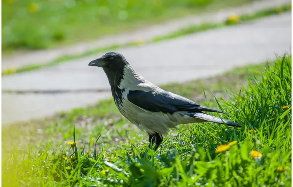 Look, birds, spring, grey crow