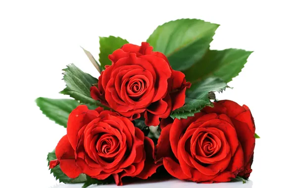 Leaves, red, roses, three, white background, buds, bokeh