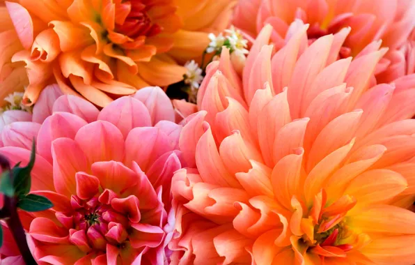 Macro, flowers, bouquet, petals, orange, dahlias