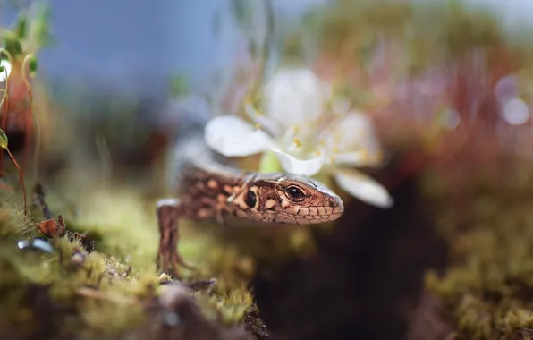 Picture flower, macro, nature, moss, lizard, Vladlena Lapshina