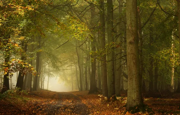 Road, autumn, forest, trees, England, England, Ashridge Wood, Forest Ashridge