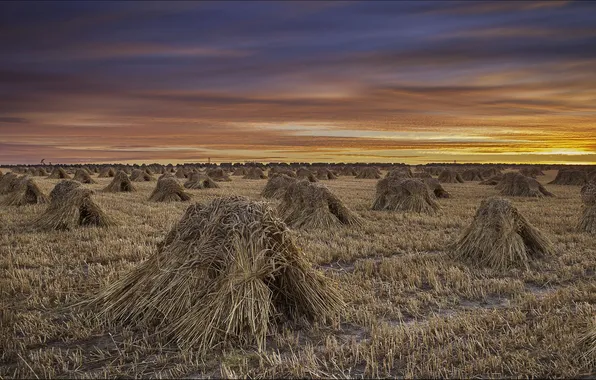 Field, the sky, clouds, sunset, nature, sheaves