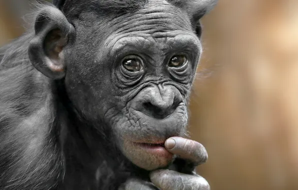 Picture nature, monkey, the primacy of, pygmy chimpanzee