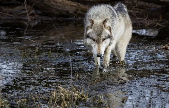 Wolf, predator, walk, pond