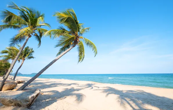 Sand, sea, wave, beach, summer, the sky, palm trees, shore