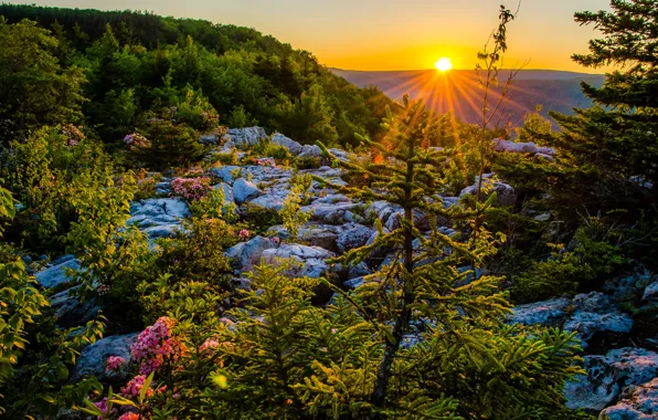 Sunset, plateau, West Virginia, West Virginia, Allegheny Mountains, National reserve Monongahela, Monongahela National Forest, Eleganckie …