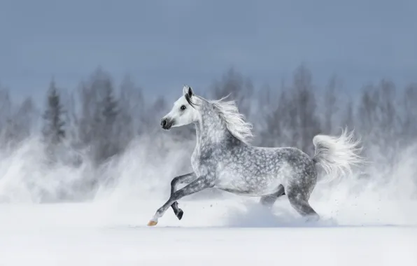 Winter, forest, the sky, snow, grey, horse, the wind, horse