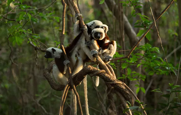 Forest, trees, branches, pose, lemurs, vines