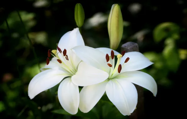 Flowers, the dark background, Lily, two, garden, white, buds