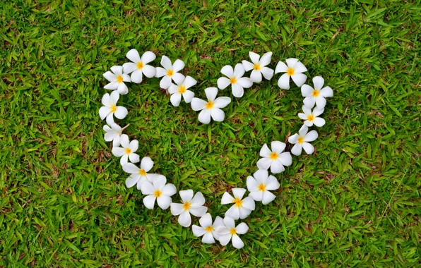 Grass, love, flowers, heart, love, grass, heart, romantic