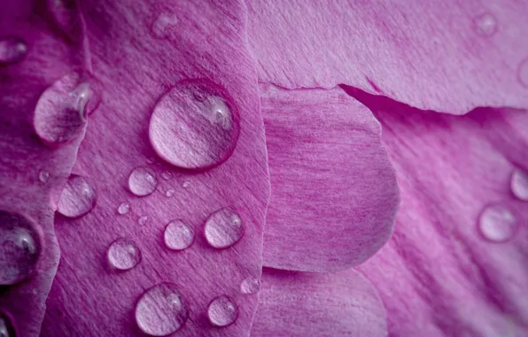 Flower, drops, macro, petals, peony