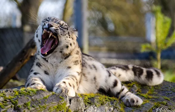 Stay, mouth, fangs, IRBIS, snow leopard, wild cat, yawns