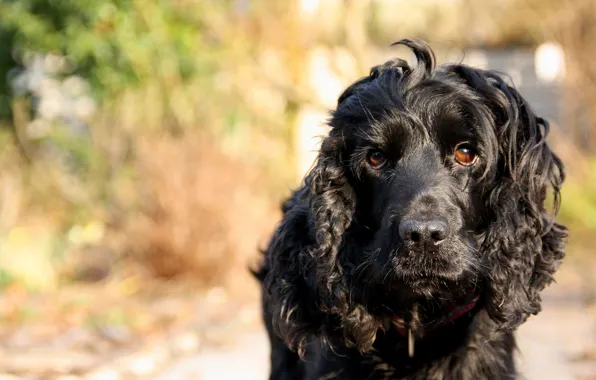 Look, background, dog